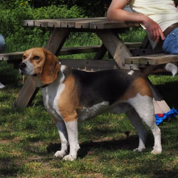02052026-WandelingDenHam-18