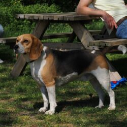 02052026-WandelingDenHam-18