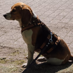 02052026-WandelingDenHam-19