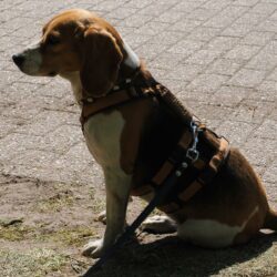 02052026-WandelingDenHam-19