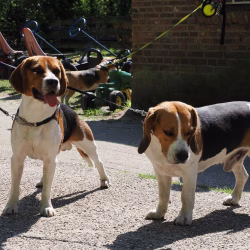 02052026-WandelingDenHam-20