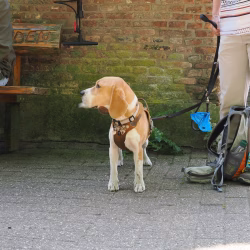 02052026-WandelingDenHam-22