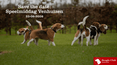 23-08-2026 Beagle Speelmiddag Venhuizen (Noord-Holland)