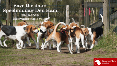 25-10-2026 Beagle Speelmiddag Den Ham (Overijssel)