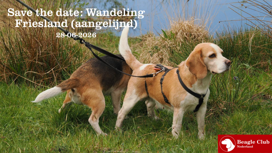 28-06-2026 Beagle Wandeling Oudemirdum (Friesland)