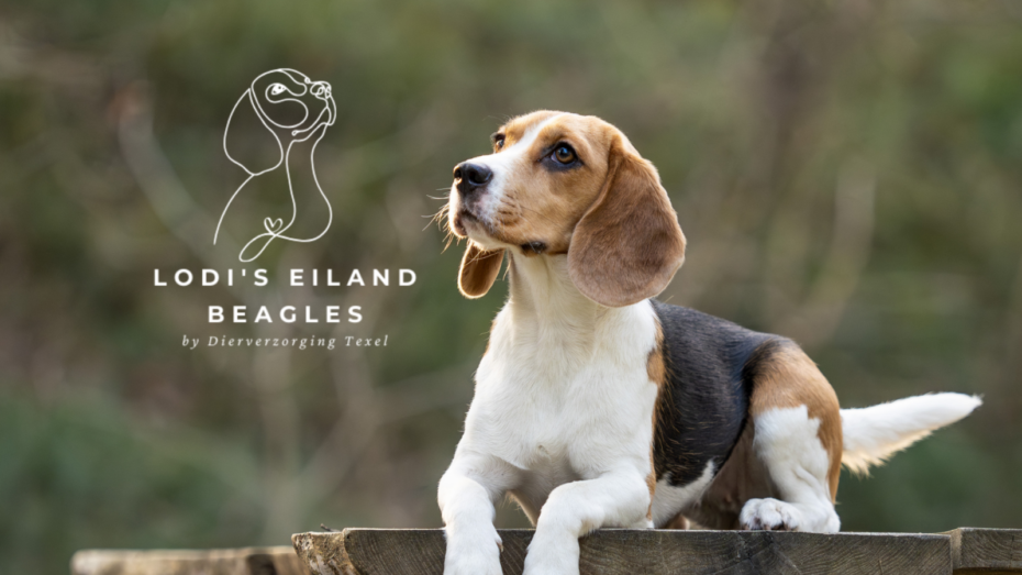 Lodi’s Eiland Beagles