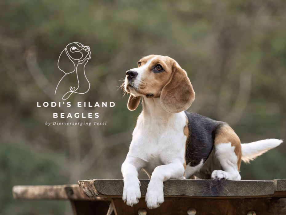 Lodi’s Eiland Beagles