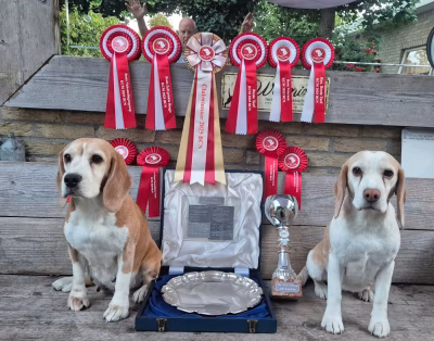 Pip (Roeper’s Angel in the morning) *14 augustus 2016 – †13 februari 2026