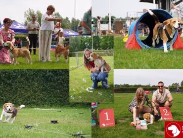 Terugblik BeagleClubdag en JongeHondendag 2026