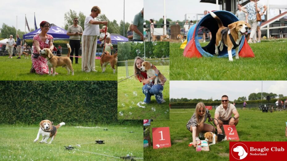 Terugblik BeagleClubdag en JongeHondendag 2026