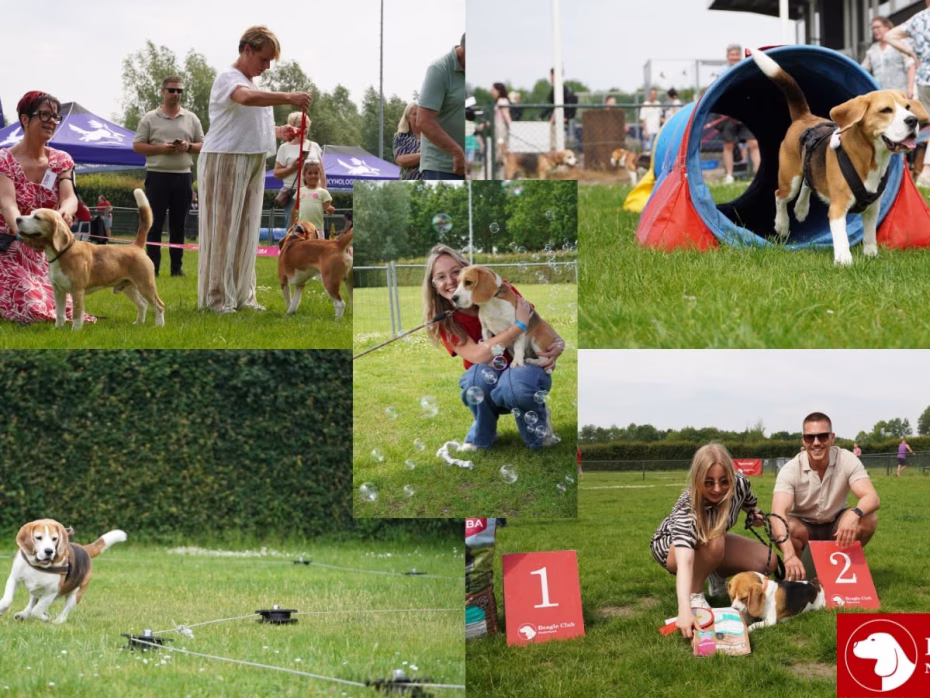 Terugblik BeagleClubdag en JongeHondendag 2026